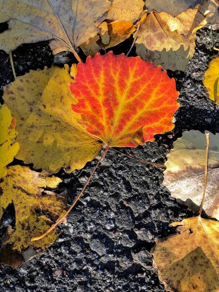 Закрытый Вид Ярко Оранжевого Ольхового Листа Землю Осенние Краски — стоковое фото