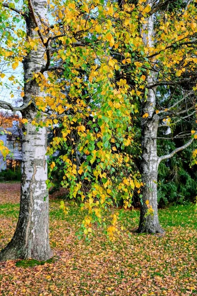 stock image Two birch truncks with autumn fall colors green and yellow leaves with fallen leaves on the ground