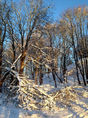 Sakin güneşli bir günde, karlı, güneşli, seyrek bir orman ve karla kaplı kırık bir ağaç manzarası.