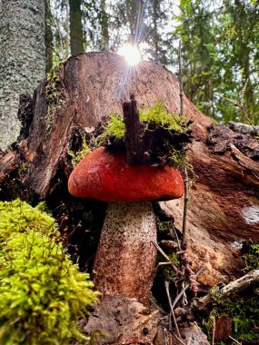Canlı turuncu bir başlık Leccinum aurantiacum kırmızı başlıklı scaber stalk boletus boletus mantarı kapağında yosun ve kuru yapraklarla sonbahar güneşi arkadan dikizlerken yosunlu bir kütükte büyüyor..