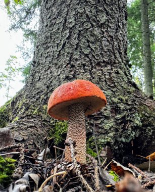 Bekar turuncu başlıklı Leccinum aurantiacum kırmızı başlıklı scaber stalk huş boletus boletus mantarı kökleri yosun tutmuş çam ağacının yanında büyüyor.