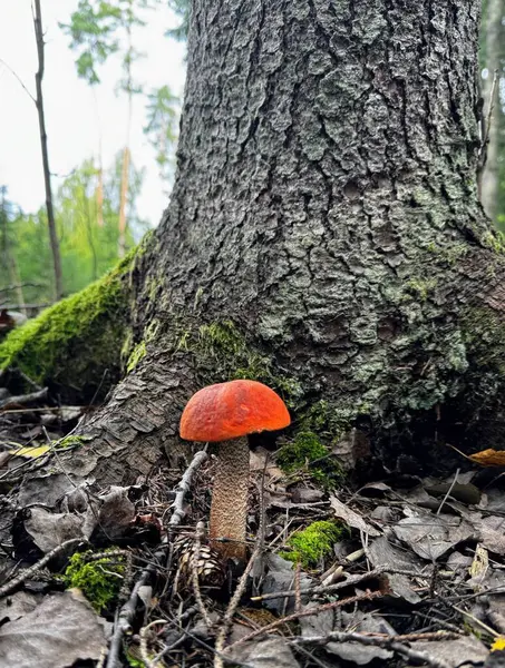 Bekar turuncu başlıklı Leccinum aurantiacum kırmızı başlıklı scaber stalk huş boletus boletus mantarı kökleri yosun tutmuş çam ağacının yanında büyüyor.