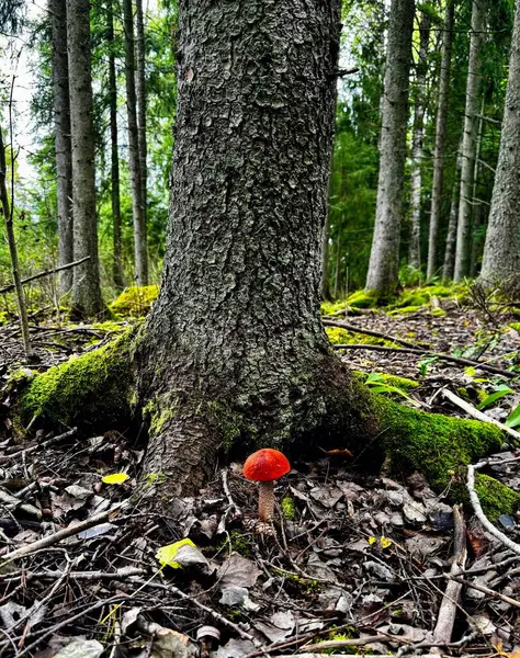 Bekar, genç turuncu başlıklı Leccinum aurantiacum kırmızı başlıklı skaler sap sapı boletus boletus mantar mantarı köklerinde yosun olan çam ağacının yanında yetişiyor.