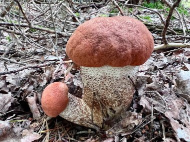 Aile kardeşlerine yakın durun turuncu başlıklı Leccinum aurantiacum kırmızı başlıklı scaber stalk huş ağacı boletus mantar mantarları