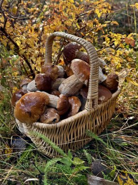 Sepet dolusu boletus edulis, yaz sepeti, bozuk para çöreği, porcino, mantar mantarı.