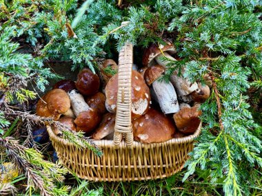 Sepet dolusu boletus edulis, yaz sepeti, bozuk para çöreği, porcino, mantar mantarı.
