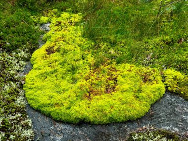 Bright green carpets of Sphagnum moss spread across a rocky surface, showcasing lush, vibrant textures that hint at the changing seasons in the natural forest floor clipart