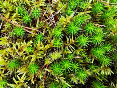 Polytrichum yosunlarından oluşan canlı bir yatağın tepeden görünüşü, belirgin dikenli yapraklarıyla sonbahar renklerinin ortasında, sonbaharda bir orman zemininin özünü yakalıyor..