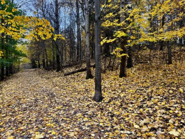 Altın Orman Yolu. Finlandiya 'da altın yapraklarla kaplı ve yumuşak sonbahar tonlarında dingin, renkli ağaçlarla çevrili huzurlu bir sonbahar yolu.