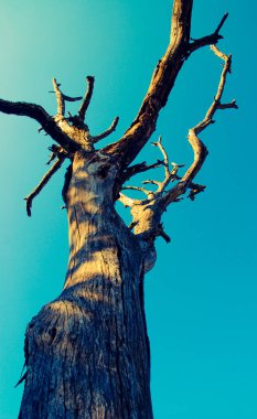 Ağaç dalları, bitki örtüsü ve doğa