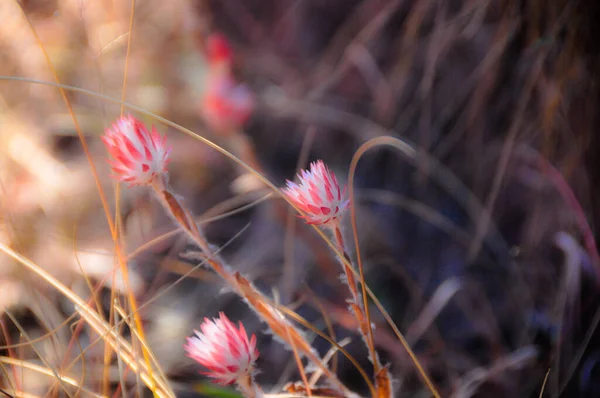 Selective Focus Macro Shot Beautiful Wild Flowers Field Sunrise — Fotografia de Stock