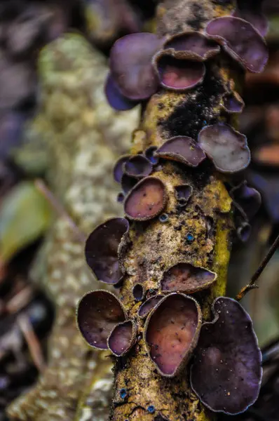 Hazel Cup Mushroom Growing Tree Branch — Stock Photo, Image
