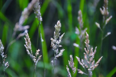 Güneşli bir yaz gününde çayırda tohum yetiştiren uzun otlar..