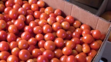 Kutuda taze toplanmış kırmızı domatesler. Yakın plan. tarım.