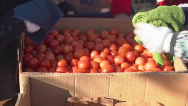 Boeren Sorteren Tomatenoogst Dozen Close — Stockvideo