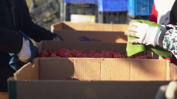 售卖前准备及清洁西红柿 — 图库视频影像