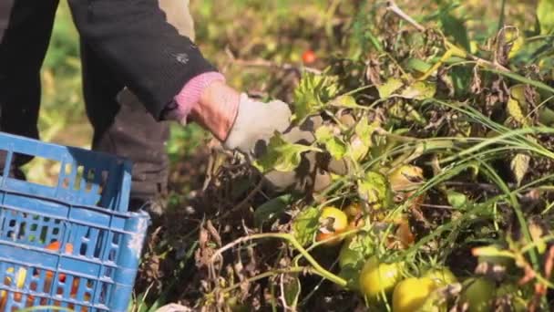 Der Bauer Sammelt Tomaten Einer Schachtel Nahaufnahme Sonnig — Stockvideo