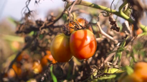 Maturazione Pomodori Naturali Campo Ravvicinato — Video Stock