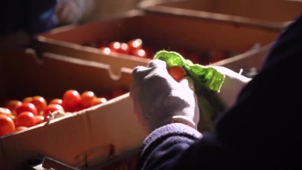 Menyortir Tomat Yang Dikumpulkan Dalam Kotak Agribusiness — Stok Video
