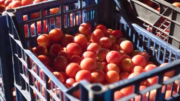 Geoogste Verse Rode Tomaten Dozen — Stockvideo