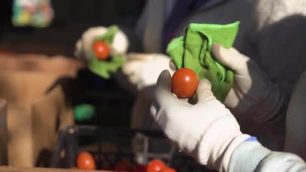 Фермери Сортують Червоні Помідори Якістю Коробки — стокове відео