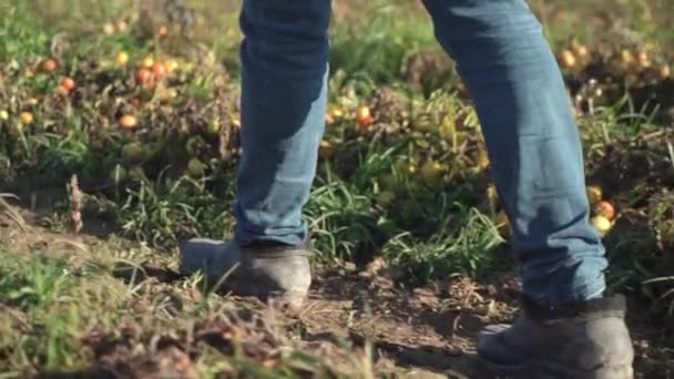 Agricultor Inspecciona Cultivo Tomates Campo Primer Plano Las Piernas — Vídeos de Stock