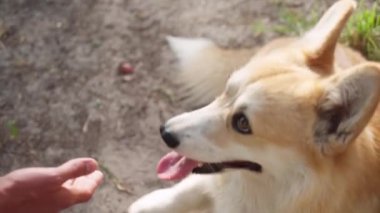 Kırmızı renkli bir corgi köpeği sahibine patisini verir..
