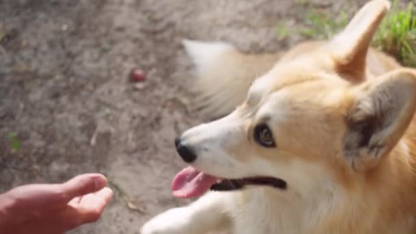 Czerwony Pies Corgi Daje Właścicielowi Łapę — Wideo stockowe