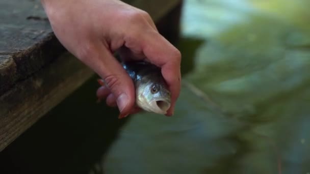 Een Visser Laat Een Kleine Vis Los Die Hij Gevangen — Stockvideo