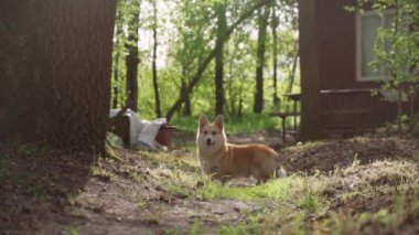Neşeli kırmızı bir Corgi köpeği ağaçların arka planına karşı. gün batımı.
