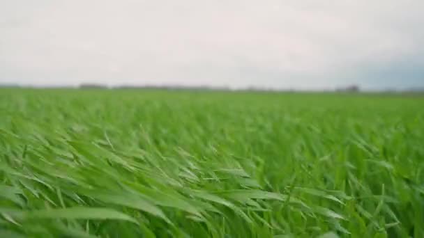 田里的嫩绿小麦芽 — 图库视频影像
