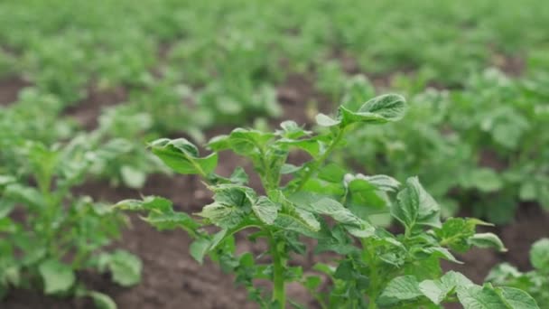 Potato Plantation Young Root Crop Green Stem — Stock Video