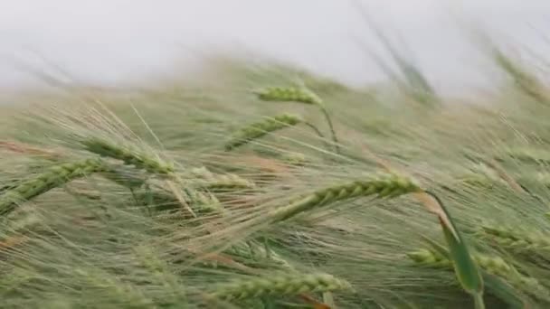 Ripening Ears Wheat Field Close — Stock Video