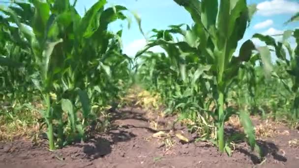 Tilled Young Corn Field Row Corn Weeds — Stock Video
