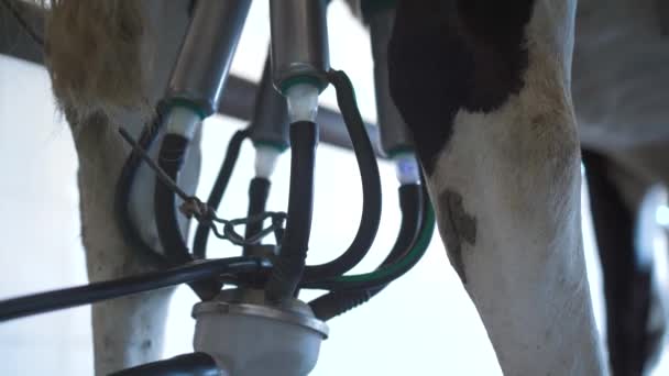 Vaches Une Station Traite Automatisée Exploitation Agricole — Video
