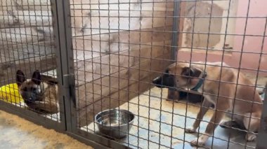 Hayvan barınağı. Evlatlık verilmeyi bekleyen köpekler.