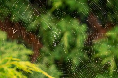 Arka planda bulanık yeşil bahçe ortamı olan örümcek ağı