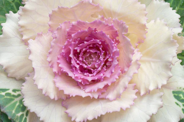 Плоский Вид Декоративную Капусту Большой Розеткой Белых Листьев Розовым Центром — стоковое фото