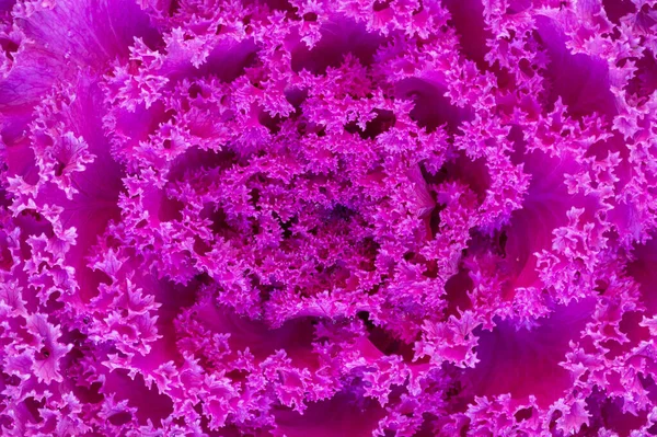 Col Decorativa Brassica Oleracea Con Follaje Color Púrpura Patrón Naturaleza — Foto de Stock