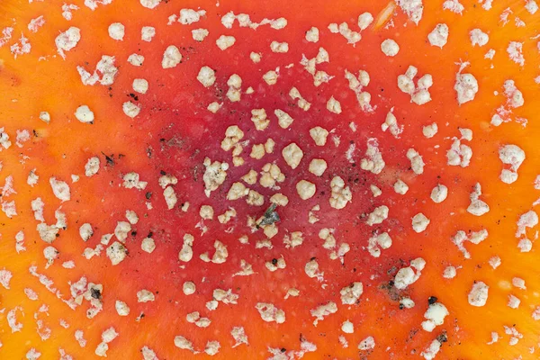 Amanita Muscaria Pilz Und Seine Orange Rote Kappe Mit Weißen — Stockfoto