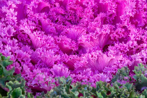 Ornamental cabbage kale with purple-colored foliage. Full frame background