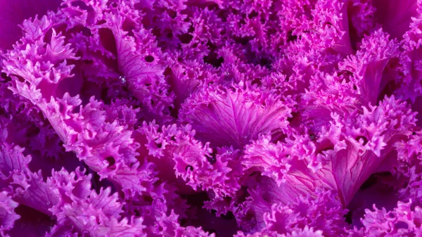 Zbliżenie Ozdobnego Jarmużu Fioletowymi Liśćmi Lawendowy Kolor Kapustnych Oleracea Liście — Zdjęcie stockowe