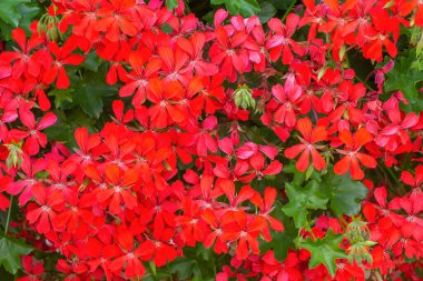 Ivy sardunya bıraktı. Sarmaşık yapraklarına benzeyen kıvrımlı yeşil yapraklı Pelargonium kırmızı çiçekleri