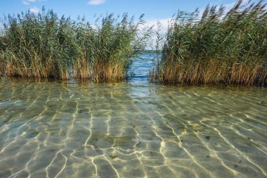 Temiz su ve Phragmites australis sazlıklarıyla güzel bir yaz gölü.