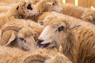 Bir ağıldaki erkek ve dişi koyun sürüsü. Çiftlik hayvanları