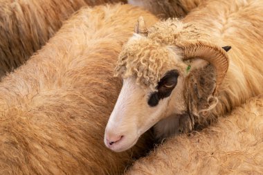 Koyun sürüsünde boynuzlu koç portresi