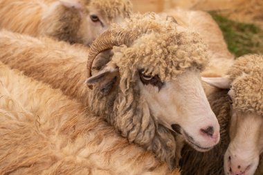 Koyun sürüsü arasında boynuzlu koyun sürüsü