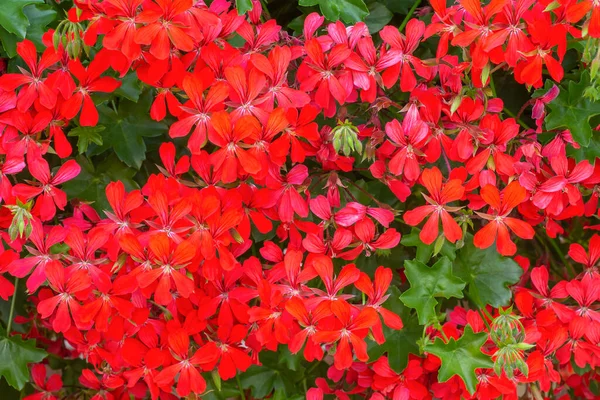 Ivy sardunya bıraktı. Sarmaşık yapraklarına benzeyen kıvrımlı yeşil yapraklı Pelargonium kırmızı çiçekleri