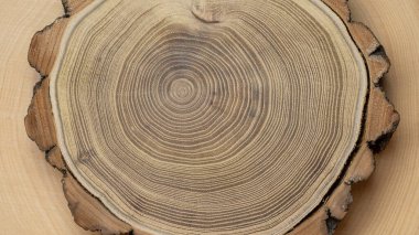 Macro shot of maple wood showing annual rings.  Tree slice isolated on another wood piece