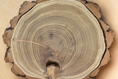 Maple wood slice showing cross-section pattern
